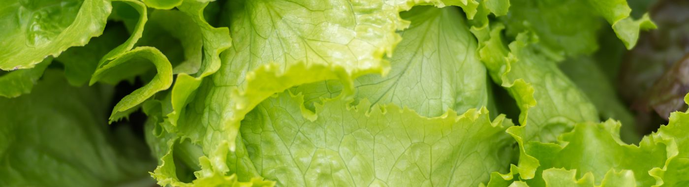 lettuce